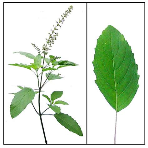 holy basil in tagalog|Sulasi, holy basil, ocimum tenuiflorum, loko.